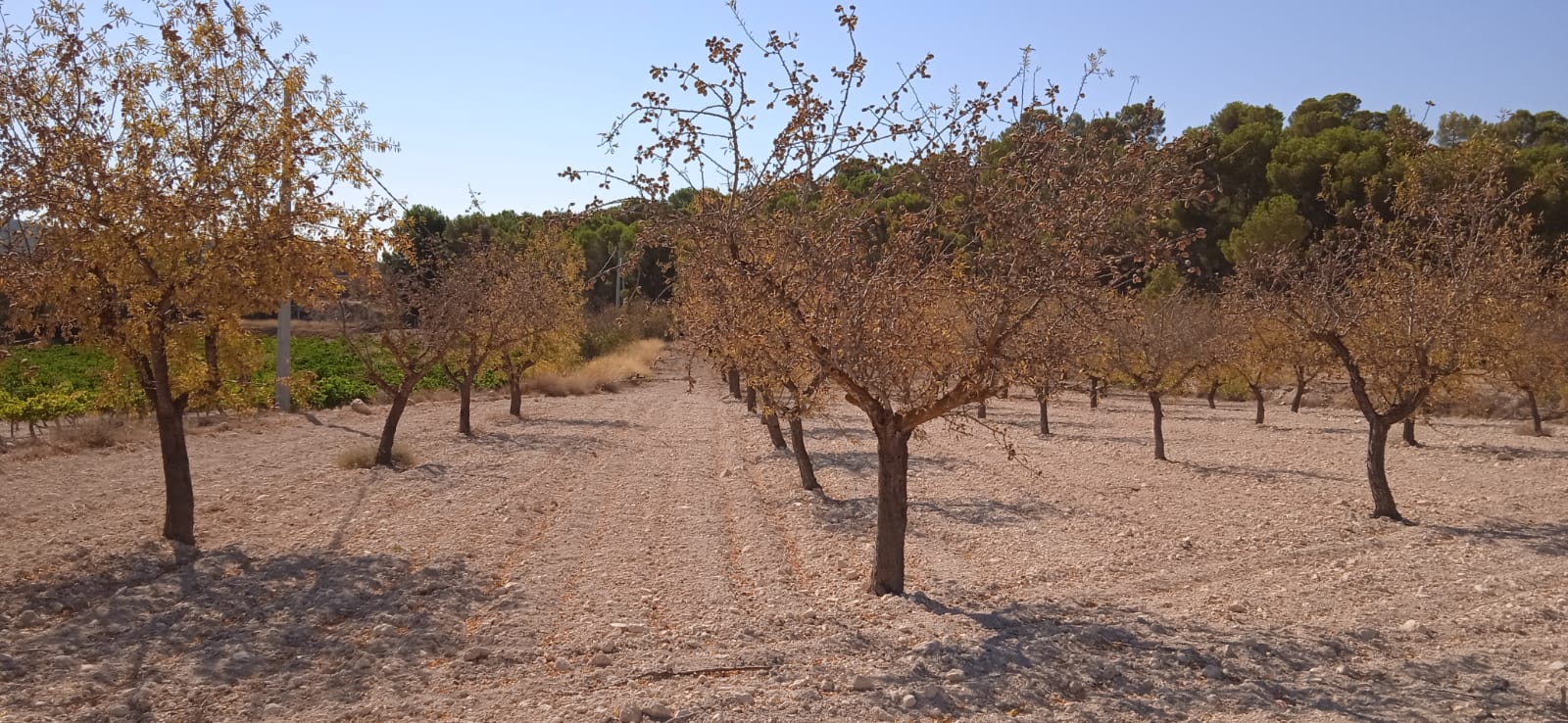 An opportunity to pick up a great value plot set just outside the village of Ubeda, Pinoso