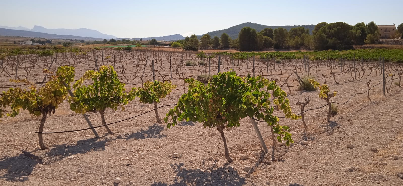 An opportunity to pick up a great value plot set just outside the village of Ubeda, Pinoso